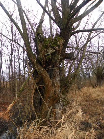 vrba  s maskou zvířete 1