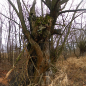 vrba  s maskou zvířete 1