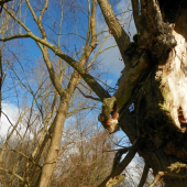 vrba  s maskou zvířete 2