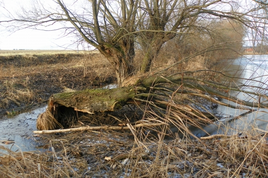 už tu byli zase bobroši