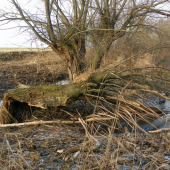 už tu byli zase bobroši