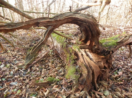 v říši samorostú