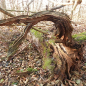 v říši samorostú