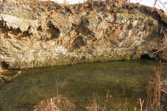 vyvrácený strom otevřel barvy země