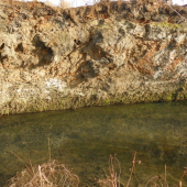 vyvrácený strom otevřel barvy země