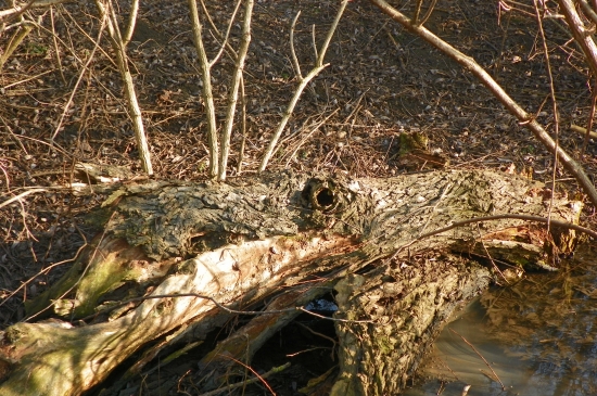 na potoku -krokodýl