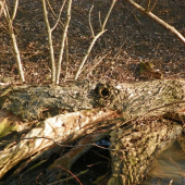 na potoku -krokodýl