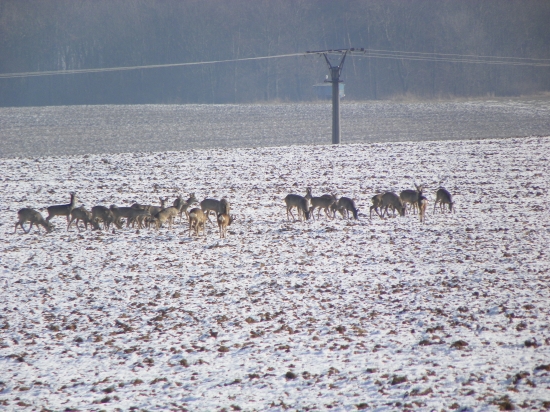 srnčí zvěř na Uherskobrodsku