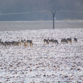 srnčí zvěř na Uherskobrodsku