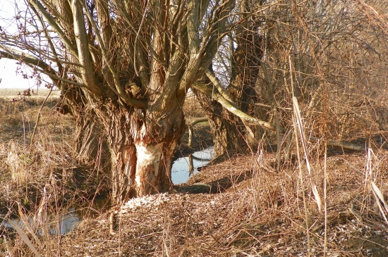 je rozhodnuté -pújde dolú