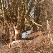 je rozhodnuté -pújde dolú