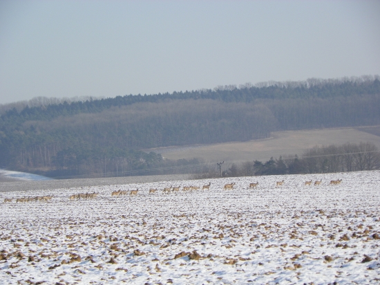srnčí zvěř v pohybu