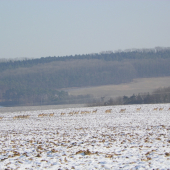 srnčí zvěř v pohybu