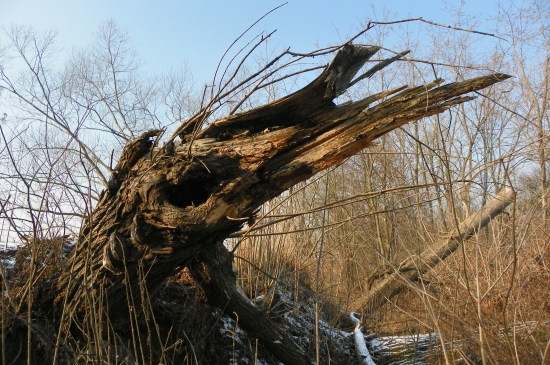 jako v Jurském parku