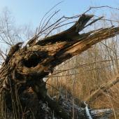 jako v Jurském parku