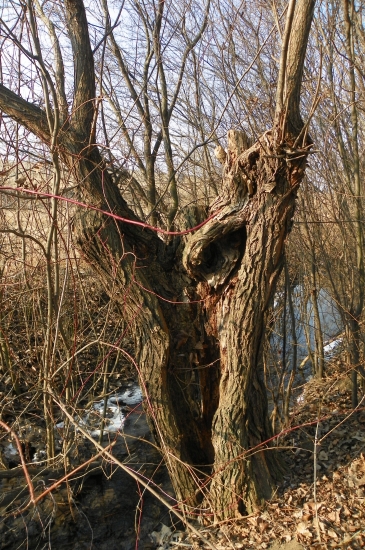 vrba ,  s tvarem lidské postavy uvnitř