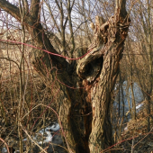 vrba ,  s tvarem lidské postavy uvnitř