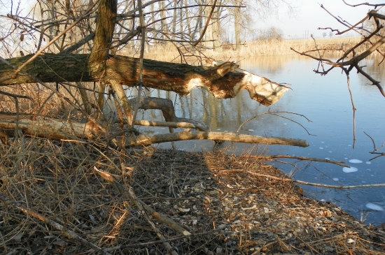 bobroši asi závodili kdo dřív