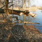 bobroši asi závodili kdo dřív