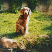 výmarský dlouhosrstý ohař