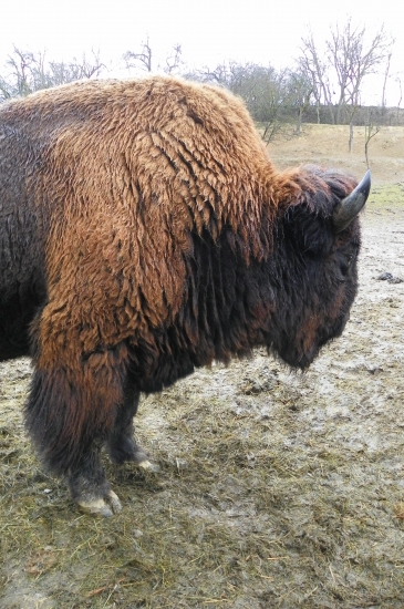 silný býk-chovaný v zajetí