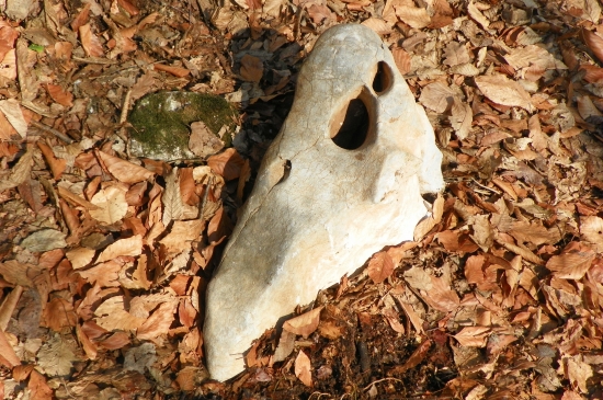 i kameny mají svoje kouzlo