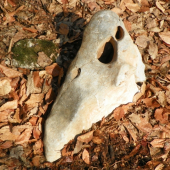 i kameny mají svoje kouzlo