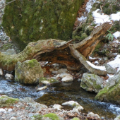 příroda nabízí rúzné tvary