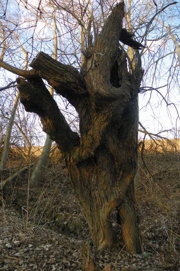 zaujaly mě jeho tvary