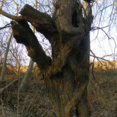 zaujaly mě jeho tvary