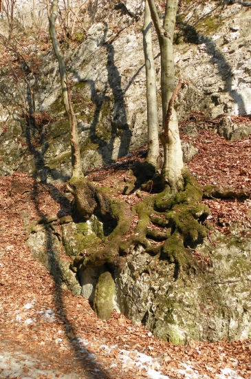 síla a tvary těch kořenú značí-přežít