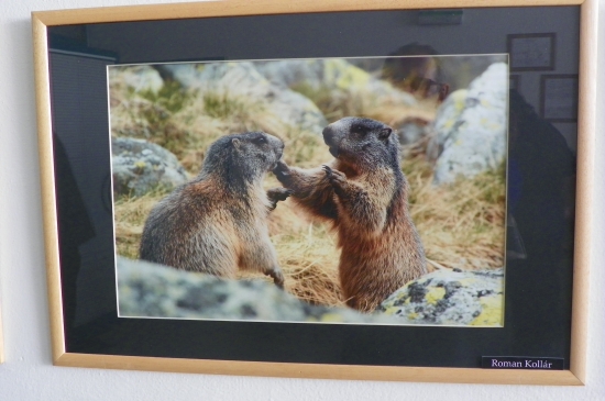 z chovatelské  v Kanianke