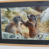 z chovatelské  v Kanianke