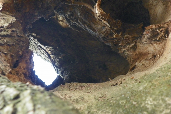 nahlédnutí do nitra stromu