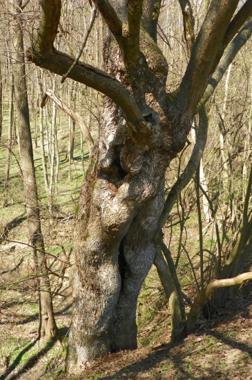 strom zajímavých tvarú