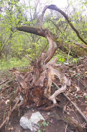 kořeny