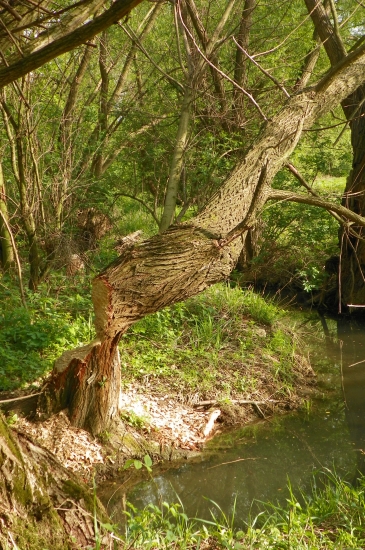 zubáči zase řádili