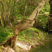 zubáči zase řádili