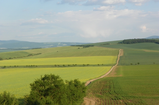polní honitby-Uhersko Brodsko