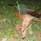 za zvědavým ročkem