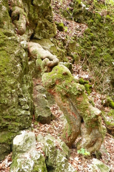 kořeny
