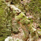 kořeny