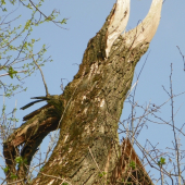 jako v Jurském parku