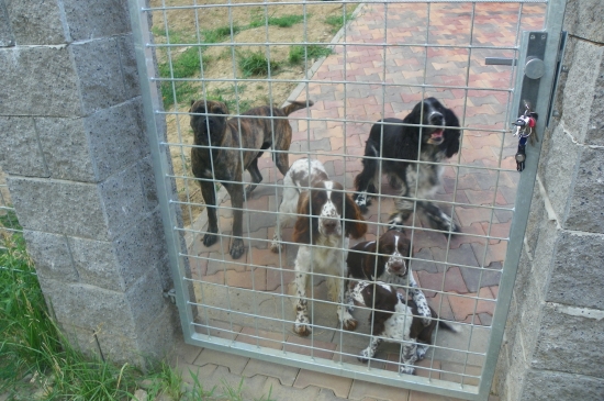 psí smečka z Veletin