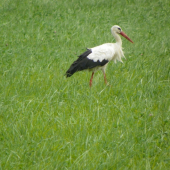 vysokonohý  majestát