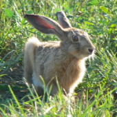 zajoch vystavený slunci
