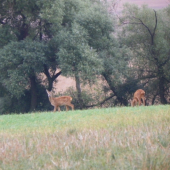 vyspělá srnčata