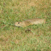 sysel-čeká kdo z nás  se první pohne
