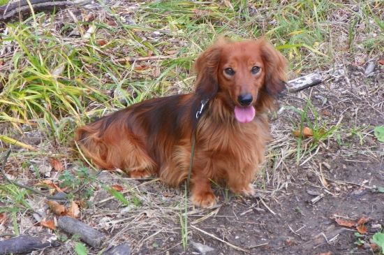 kamarádúv jezevčík  -jack