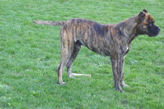 jeho majitel-veroslavorlovsky